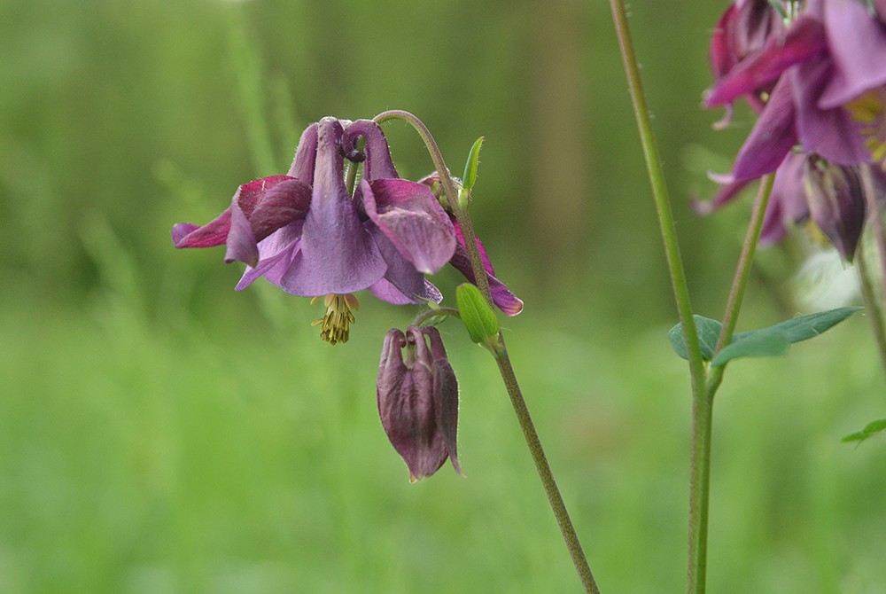 Richiesta identificazione: Aquilegia sp.